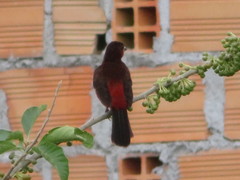Ramphocelus melanogaster