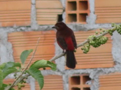 Ramphocelus melanogaster