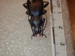 Carabus rothii comptus