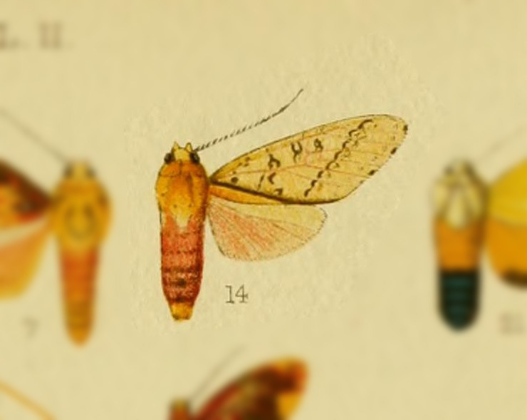 Haemaphlebiella formona