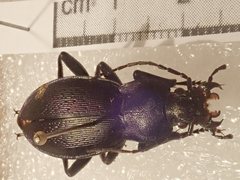 Carabus rothii comptus