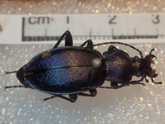 Carabus rothii comptus