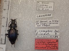 Carabus rothii comptus