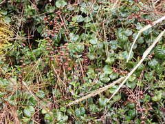 Pyrola morrisonensis