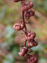Pyrola morrisonensis
