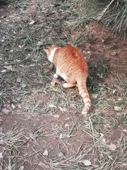Felis catus