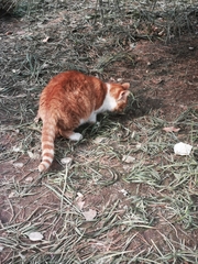 Felis catus