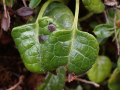 Pyrola morrisonensis