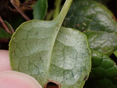 Pyrola morrisonensis