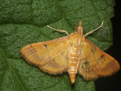 Ischnurges luteomarginalis