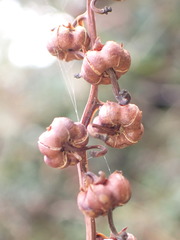 Pyrola morrisonensis