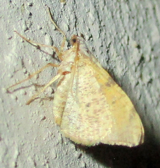 Lhommeia
