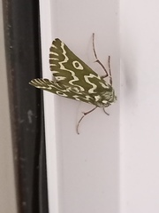 Drepanogynis bifasciata