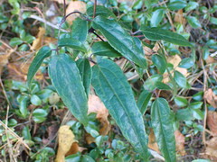Clematis morii