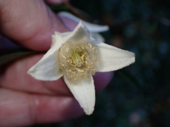 Clematis morii