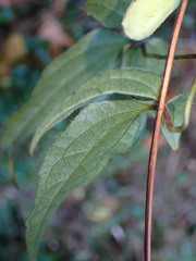 Clematis morii