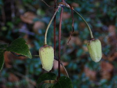 Clematis morii