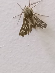 Drepanogynis bifasciata