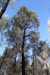 Lysicarpus angustifolius