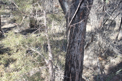 Lysicarpus angustifolius