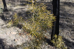 Lysicarpus angustifolius