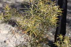 Lysicarpus angustifolius