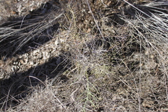 Maireana microphylla