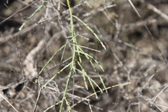 Maireana microphylla