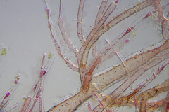 Antithamnionella glandifera