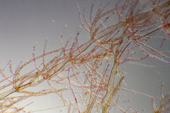 Antithamnionella glandifera