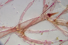 Antithamnionella glandifera