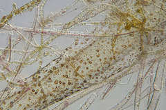 Antithamnionella glandifera