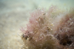 Antithamnionella glandifera