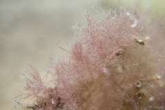 Antithamnionella glandifera