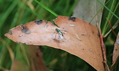 Heteropsilopus cingulipes