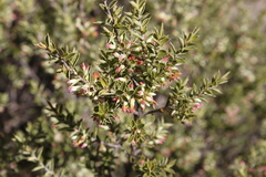 Styphelia mitchellii