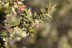 Styphelia mitchellii