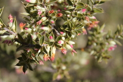 Styphelia mitchellii
