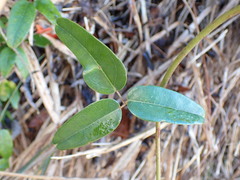 Akebia trifoliata