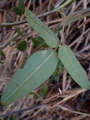 Akebia trifoliata
