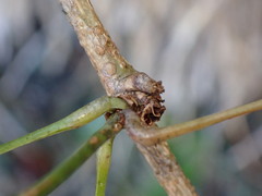 Akebia trifoliata
