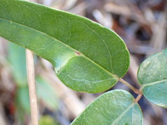 Akebia trifoliata