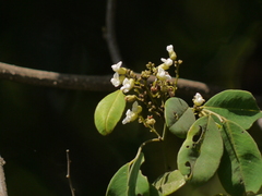 Dalbergia rubiginosa