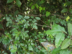 Dalbergia rubiginosa