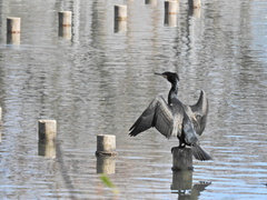 Phalacrocorax carbo