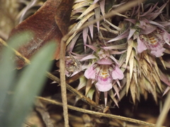 Lepidagathis trinervis