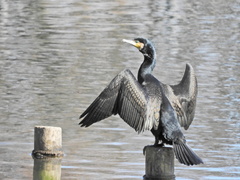 Phalacrocorax carbo
