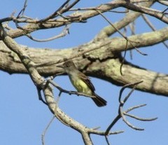 Myiarchus ferox