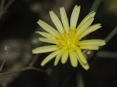Launaea procumbens