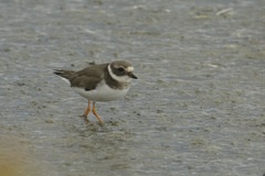 Charadrius hiaticula tundrae